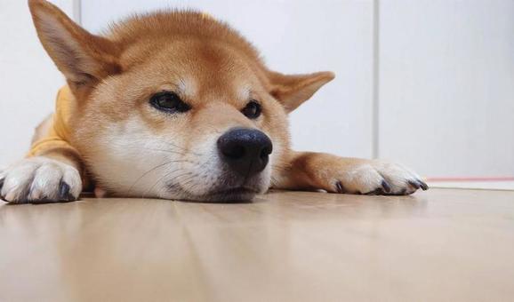 ぺたんこ犬 横 ぺたんこ犬 横 動物,ペット,dogの写真素材