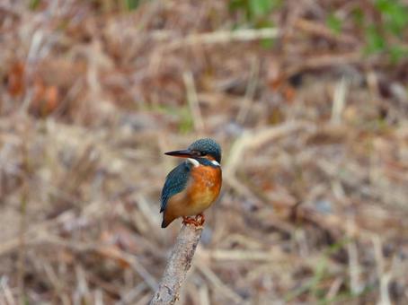 草地の枯れ枝にとまるカワセミ4 カワセミ,鳥,鳥類の写真素材
