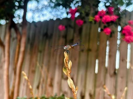 トンボ(Blue dasher/メス) トンボ(Blue dasher/メス)の写真