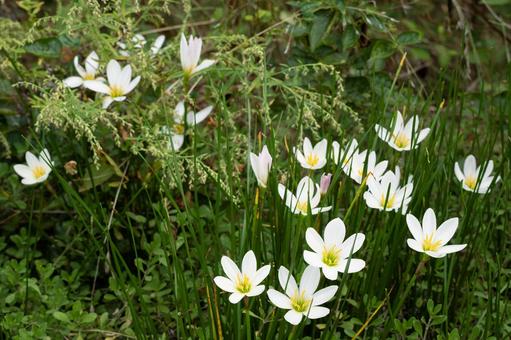 タマスダレ タマスダレ,ゼフィランサス,植物の写真素材