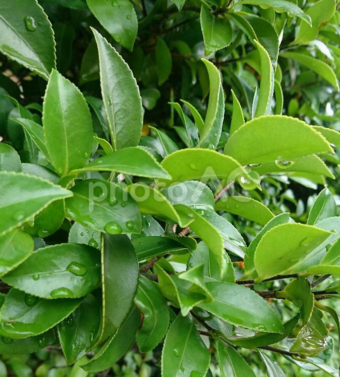 雨上がりの緑 雨上がり,緑,葉の写真素材