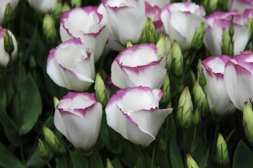 トルコキキョウ 風景マクロ,優雅,美しいの写真素材