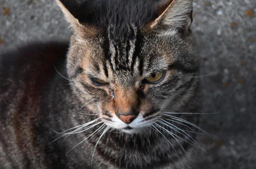 Photo, cat, nyanko, wink, 