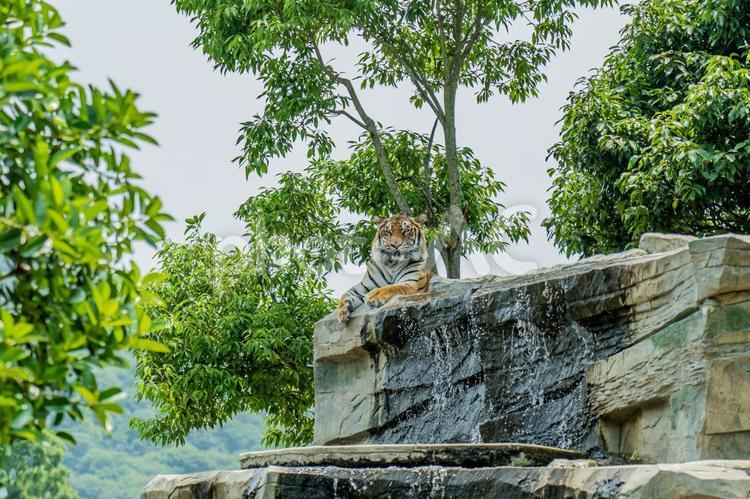 動物園で飼育されているサファリパークの虎 トラ,強い,猛獣の写真素材