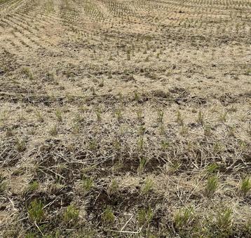 稲刈り後の田んぼ 稲刈り,稲,田んぼの写真素材