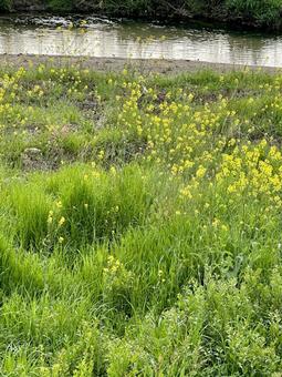 春の風景 春の風景の写真