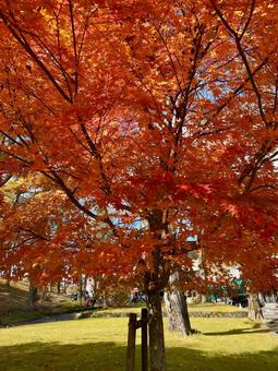 華厳の滝周辺のもみじ 華厳の滝周辺のもみじ もみじ,紅葉,秋の写真素材