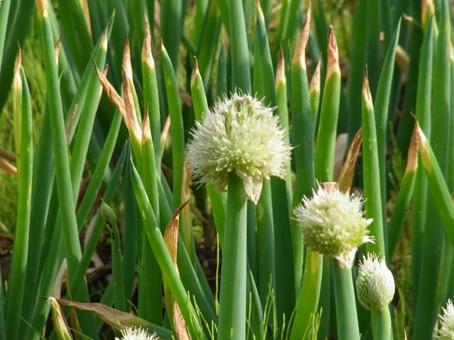Photo, green onion, buddhist priest, plant, 