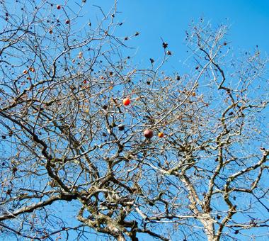 木肌をめぐる静脈 木肌をめぐる静脈 柿の木,枝,幹の写真素材