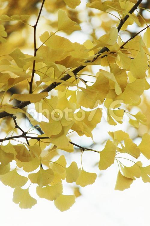 秋　紅葉　風景写真　イチョウ　銀杏 紅葉,風景写真,橙色の写真素材