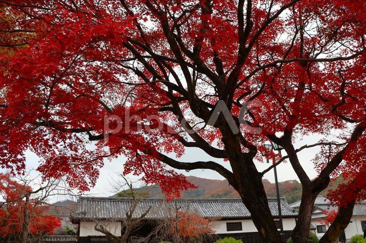 １１月下旬の岩国市吉香公園の紅葉の風景 背景,紅葉,きれいの写真素材