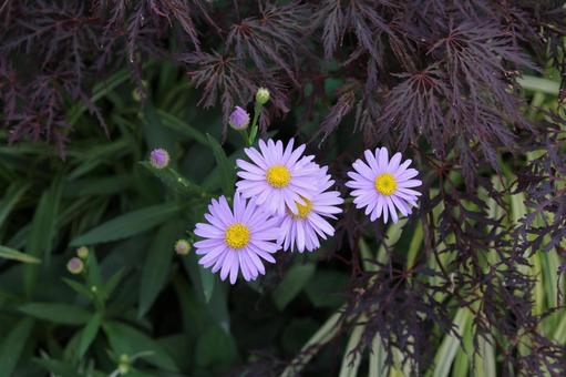 うす紫の花 うす紫の花の写真