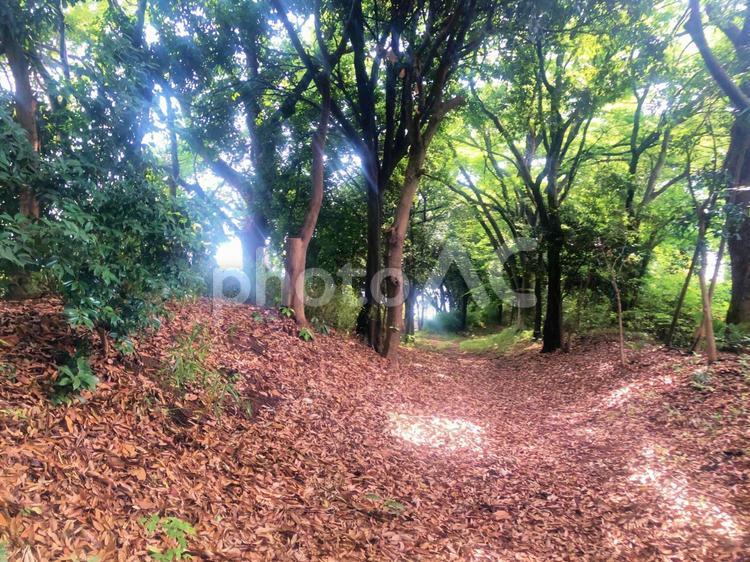 落ち葉の散策路 小道,散策路,木々の写真素材