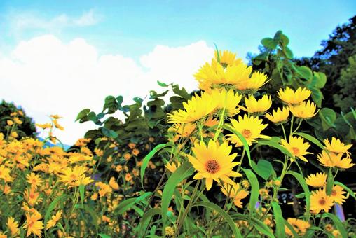 黄色の花の写真