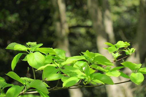 Photo, fresh green, bud, leaf, 