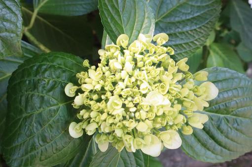 Hydrangea, JPG Hydrangea, JPG