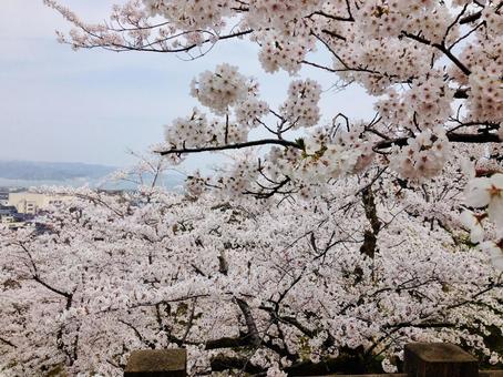 桜の見える景色の写真