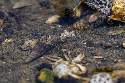 Photo, tideland, creatures, sea urchin, 