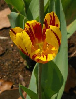 チューリップ ミッキー・マウス チューリップ ミッキー・マウス チューリップ,ミッキー・マウス,mickeyの写真素材