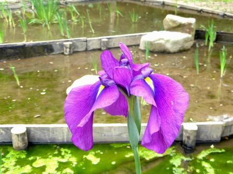 5月下旬、郊外の菖蒲園に咲くハナショウブ 5月下旬、郊外の菖蒲園に咲くハナショウブ ハナショウブ,菖蒲,アヤメの写真素材