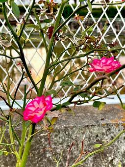 薔薇 薔薇,バラ,バラ園の写真素材