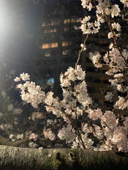 夜の桜 夜の桜の写真