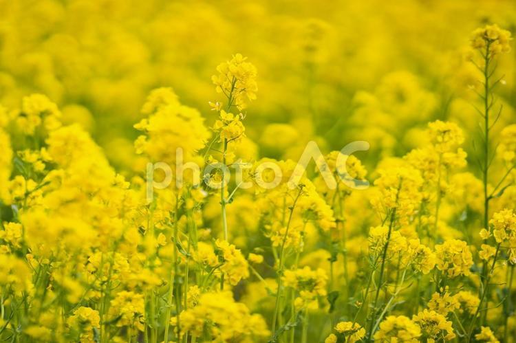 公園　一面に広がる菜の花畑② 菜の花,花畑,黄色の写真素材