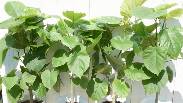 観葉植物 ウンベラータの葉 観葉植物 ウンベラータの葉の写真