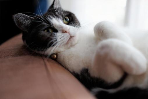 Cat looking up, JPG
