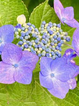 美しいガクアジサイの花 薄紫色 美しいガクアジサイの花 薄紫色の写真