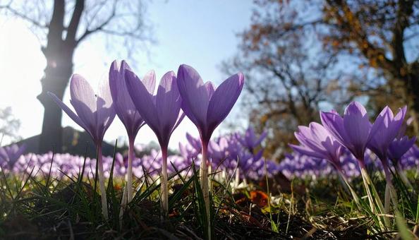 秋の花 サフラン 10月 11月 秋の花 サフラン 10月 11月の写真