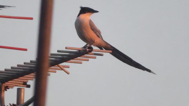 夕陽のオナガ 夕陽のオナガ オナガ,尾長,野鳥の写真素材