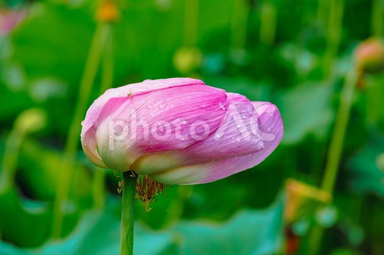古代ハスと水滴ー82 古代ハス,蓮,ハスの花の写真素材