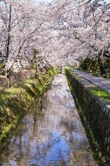 京都　哲学の道　桜の季節の写真