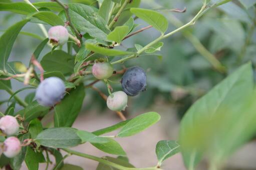 ブルーベリーの実 ブルーベリー,家庭菜園,緑の写真素材