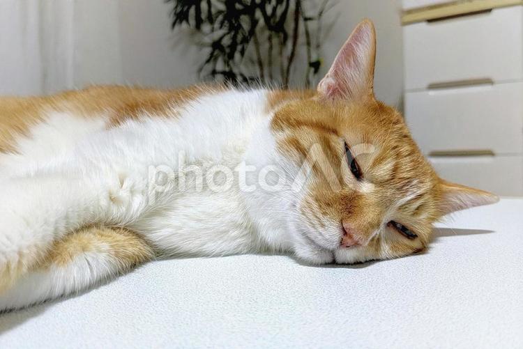 猫　やる気が出ない 猫,だるい,気だるいの写真素材