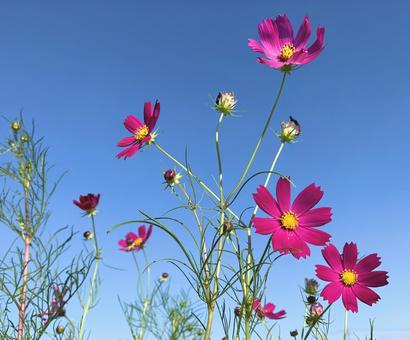 青空とコスモス8 青空とコスモス8 コスモス,秋桜,紅色の写真素材