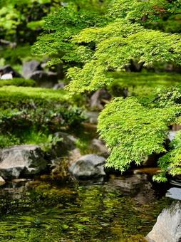 青もみじと池の景色 青もみじ,紅葉,もみじの写真素材