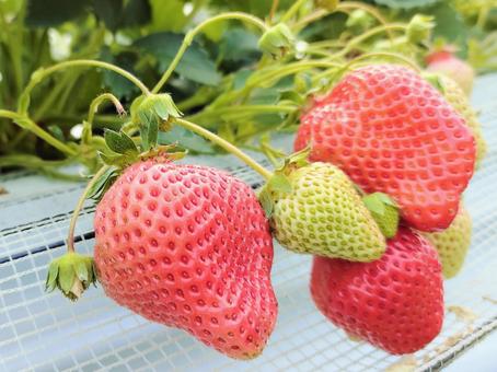 House cultivation strawberry 011, dâu tây, strawberry đón khách, dâu, JPG