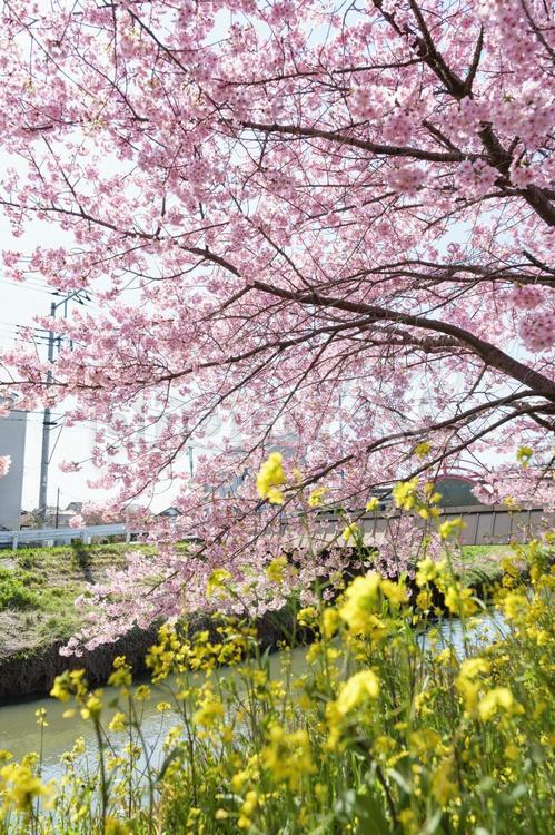 桜と菜の花 桜,河津桜,菜の花の写真素材