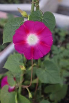 朝顔や　つるべとられて　もらひ水の写真