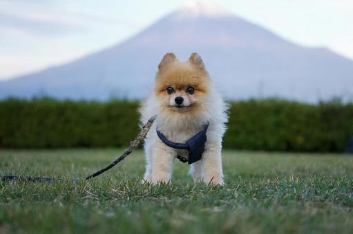 ポメラニアンのポートレート 犬,ポメラニアン,いぬの写真素材