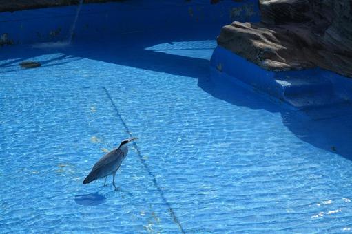 野鳥とプール 野鳥とプールの写真