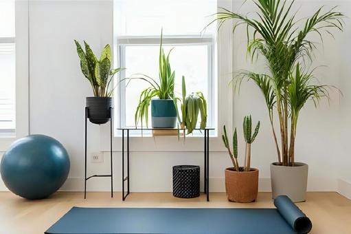 窓と観葉植物と健康促進グッズ 窓と観葉植物と健康促進グッズ 窓,壁,観葉植物の写真素材