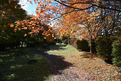 長野県の蓼科湖畔の秋の散策路の風景 長野県,蓼科湖,紅葉の写真素材