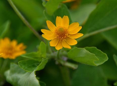 メランポディウム 'ミリオン・ゴールド' メランポディウム 'ミリオン・ゴールド'の写真