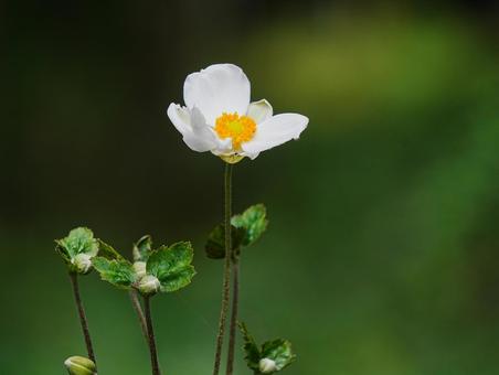 秋が訪れました【シュウメイギク】 秋が訪れました【シュウメイギク】 シュウメイギク,秋明菊,秋の訪れの写真素材