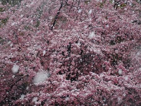 河津桜と雪 河津桜,桜,サクラの写真素材