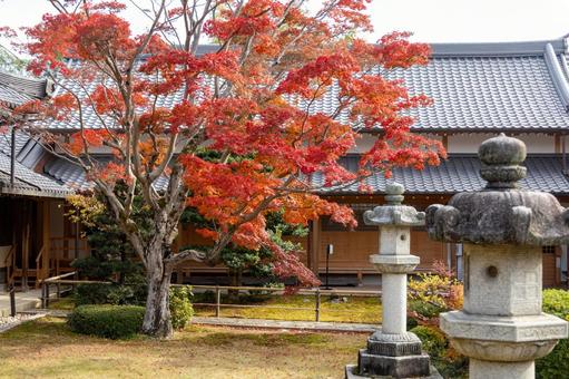 真っ赤な1本のもみじと灯篭 真っ赤な1本のもみじと灯篭 灯篭,京都,古都の写真素材