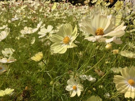 秋のコスモス 秋のコスモスの写真